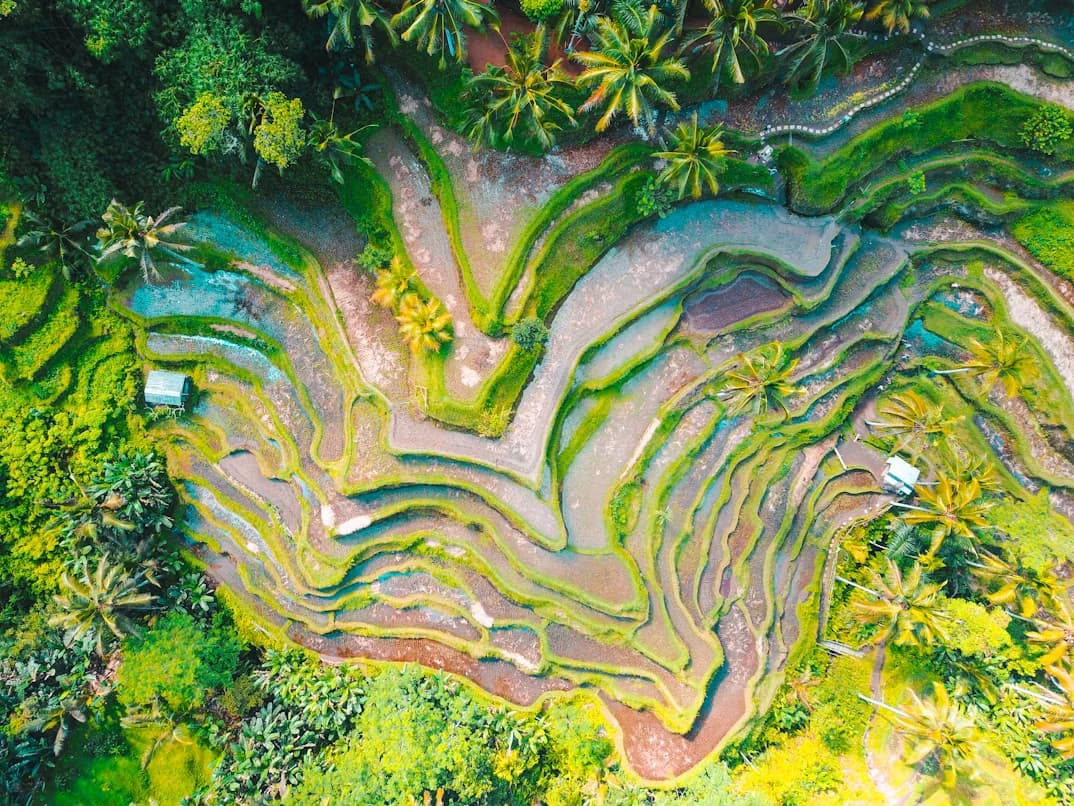 Tegallalang rice terraces with lush greenery in Ubud, Bali, Indonesia