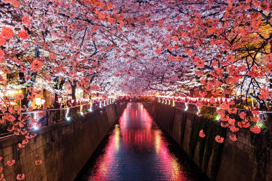 Mount Fuji reflected in Kawaguchiko lake with cherry blossoms, Japan
